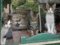 Rocco, Ruby und Romy (1)4